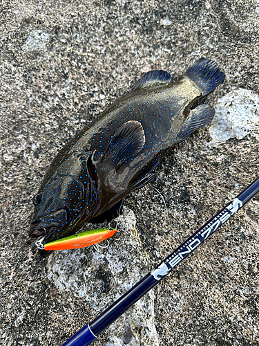 アオノメハタの釣果