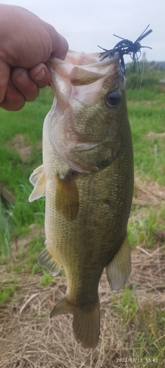 ブラックバスの釣果