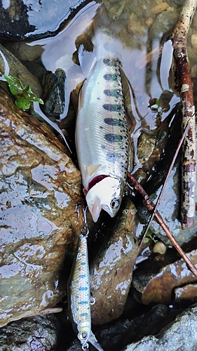 ヤマメの釣果