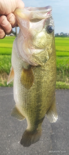 ブラックバスの釣果