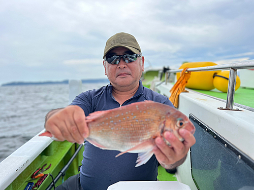 マダイの釣果