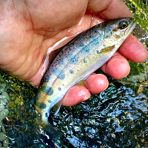 ヤマメの釣果