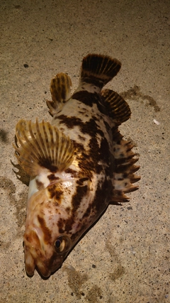 タケノコメバルの釣果