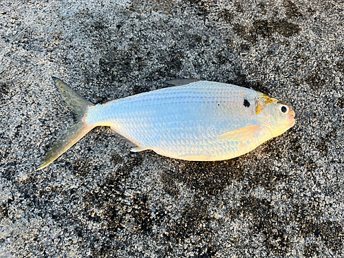 リュウキュウドロクイの釣果