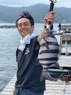 イシダイの釣果