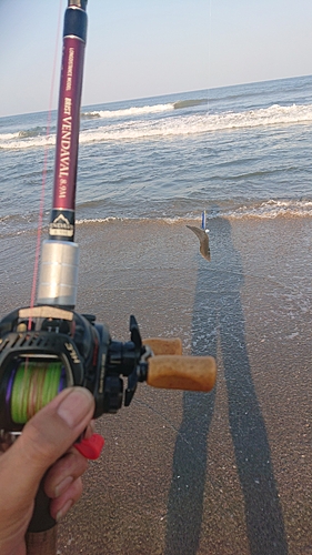 シタビラメの釣果