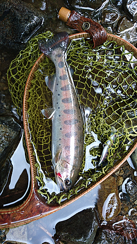 ヤマメの釣果