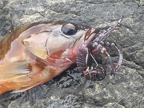 アカハタの釣果