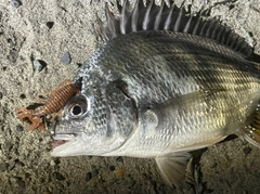 チヌの釣果