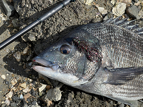 チヌの釣果