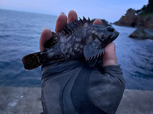 オウゴンムラソイの釣果