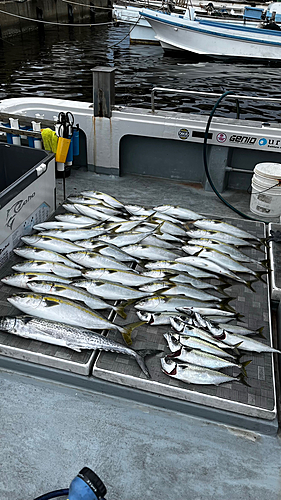 ハマチの釣果