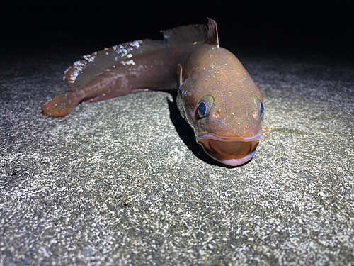 ドンコの釣果