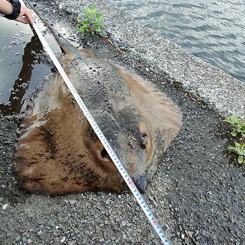 アカエイの釣果