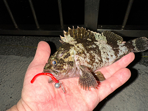 ムラソイの釣果