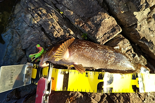 アイナメの釣果