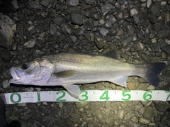 シーバスの釣果