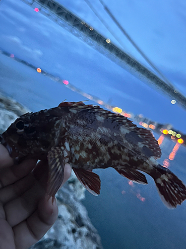 アラカブの釣果