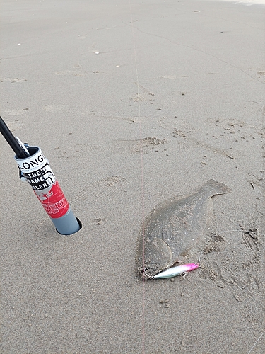 ソゲの釣果