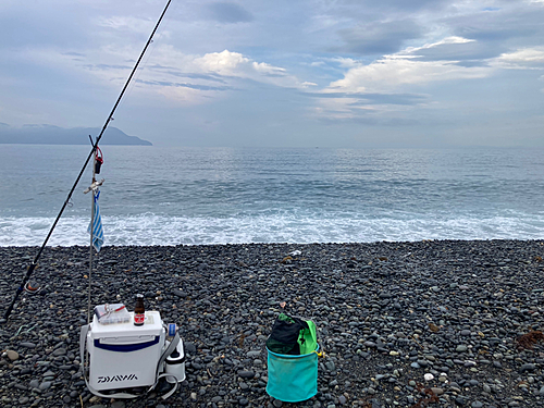 ハタの釣果