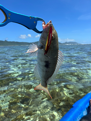 マトフエフキの釣果