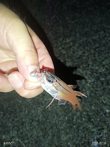 ネンブツダイの釣果