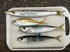 カマスの釣果