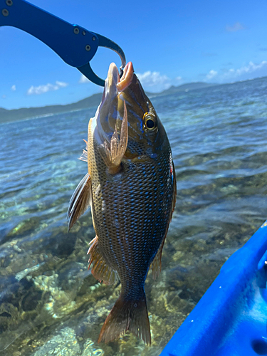 タマンの釣果