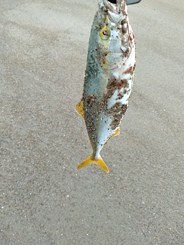 ワカシの釣果