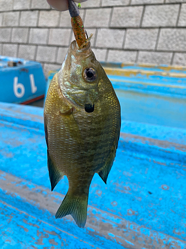 ブルーギルの釣果