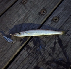 カマスの釣果