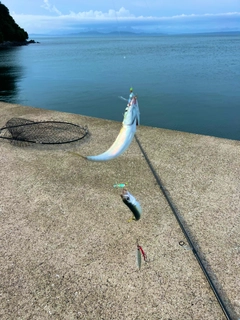 サバの釣果