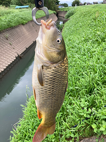 コイの釣果