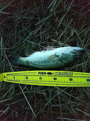 ブラックバスの釣果