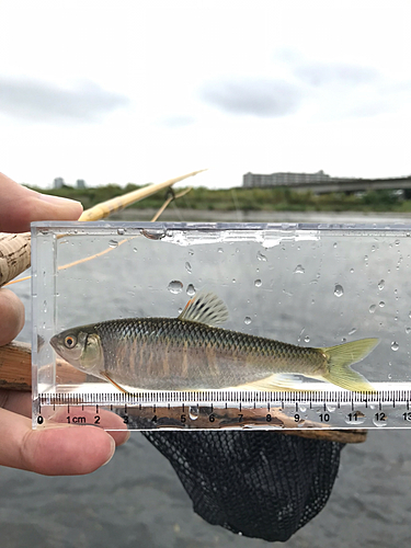 オイカワの釣果