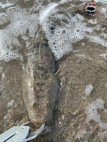 マゴチの釣果