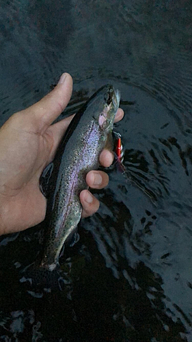 ニジマスの釣果