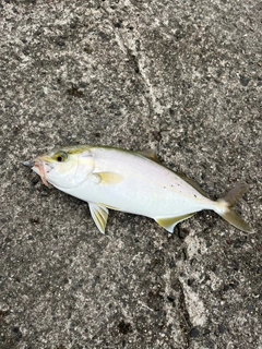 ショゴの釣果