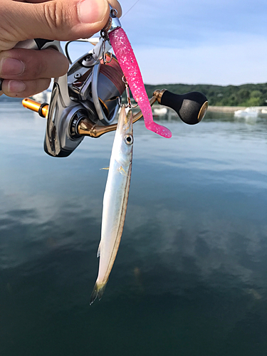 カマスの釣果