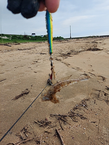 メゴチの釣果