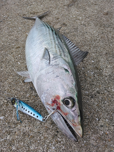 ハガツオの釣果