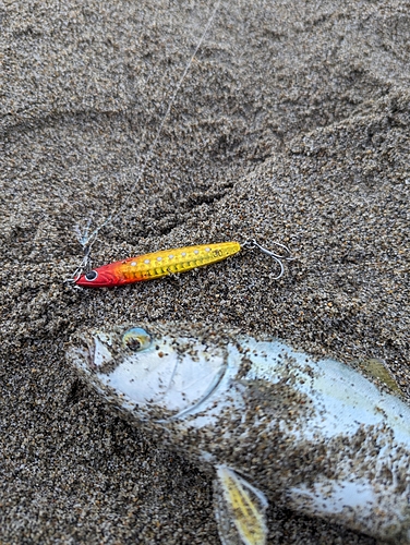 ワカシの釣果