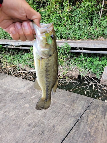 ラージマウスバスの釣果