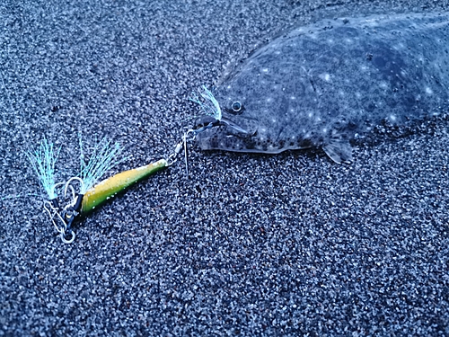 ソゲの釣果