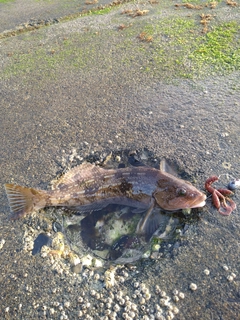 アイナメの釣果