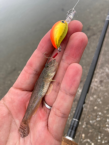 ハゼの釣果