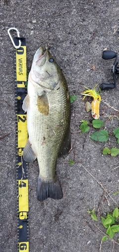 ブラックバスの釣果