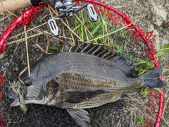 チヌの釣果