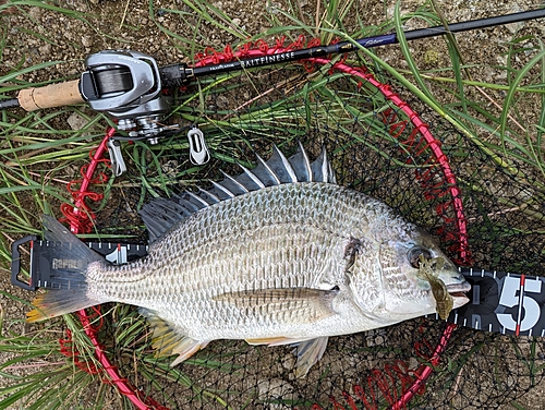 キチヌの釣果