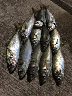 アジの釣果